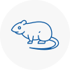 Rat Control Moreton