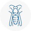 Moreton Wasp Nest Removal